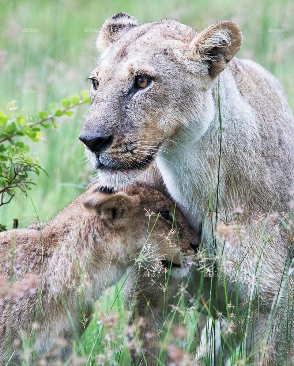 Moremi wildlife pictures