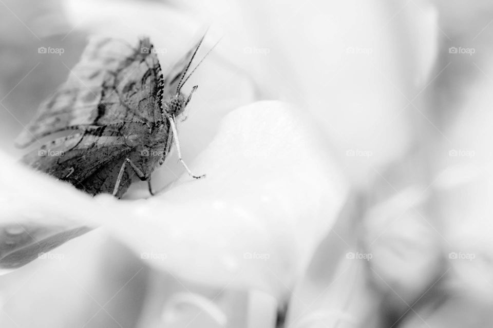 Black and white of a question mark butterfly atop a leaf at Yates Mill County Park in Raleigh, North Carolina. 