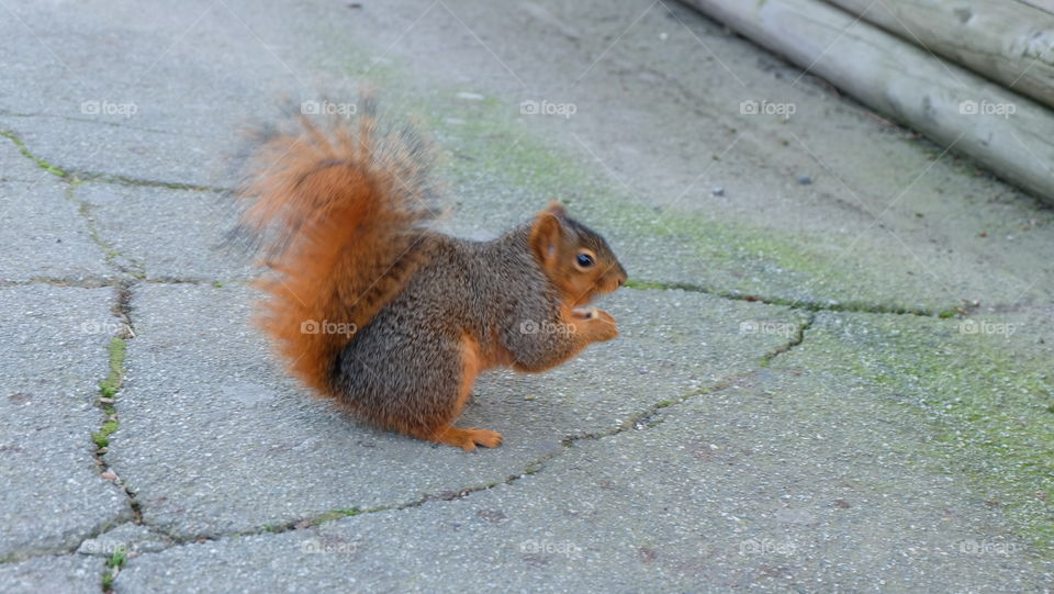 Squirrel on a city street