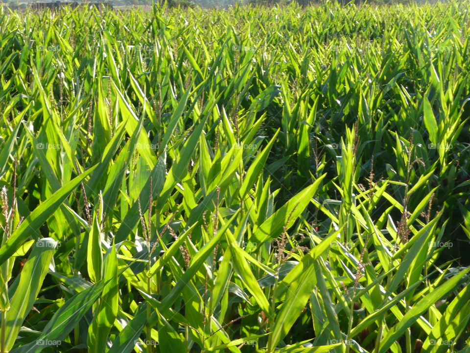 Corn field. Grass and corn in the sunshine