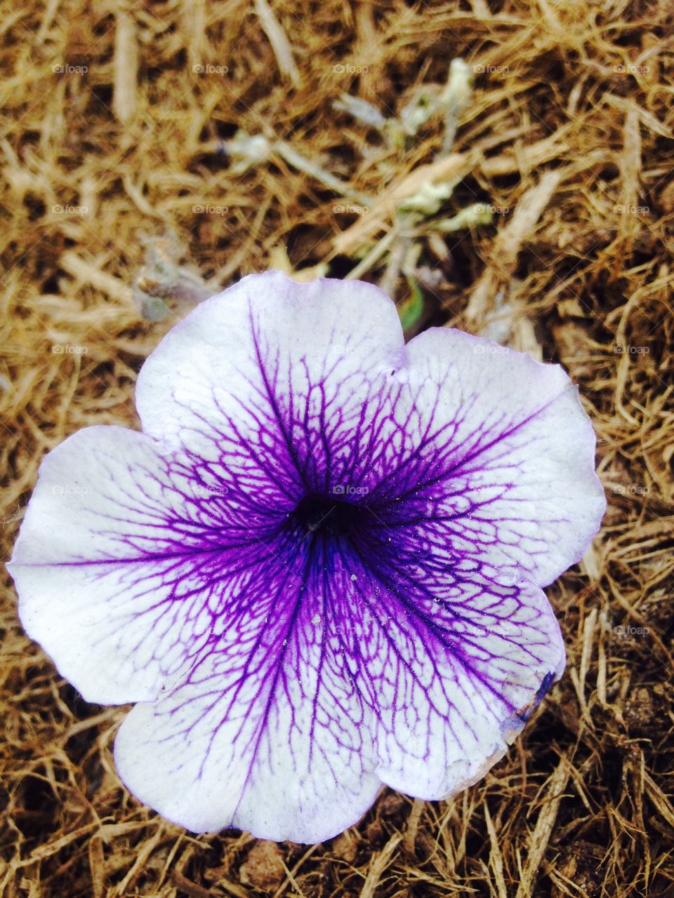 Purple & White Flower