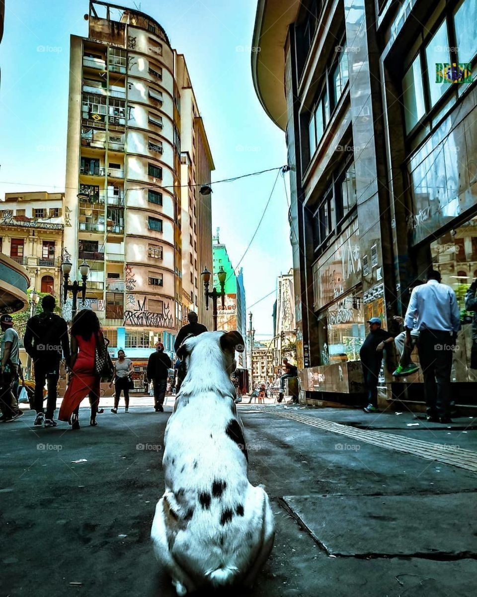 O cachorro vigilante de rua