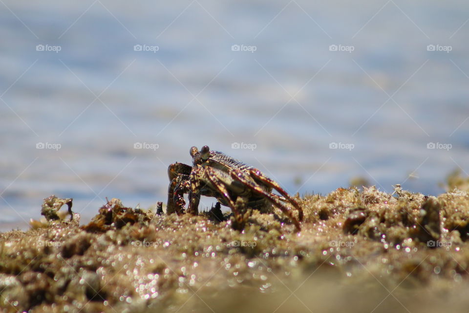 Crab