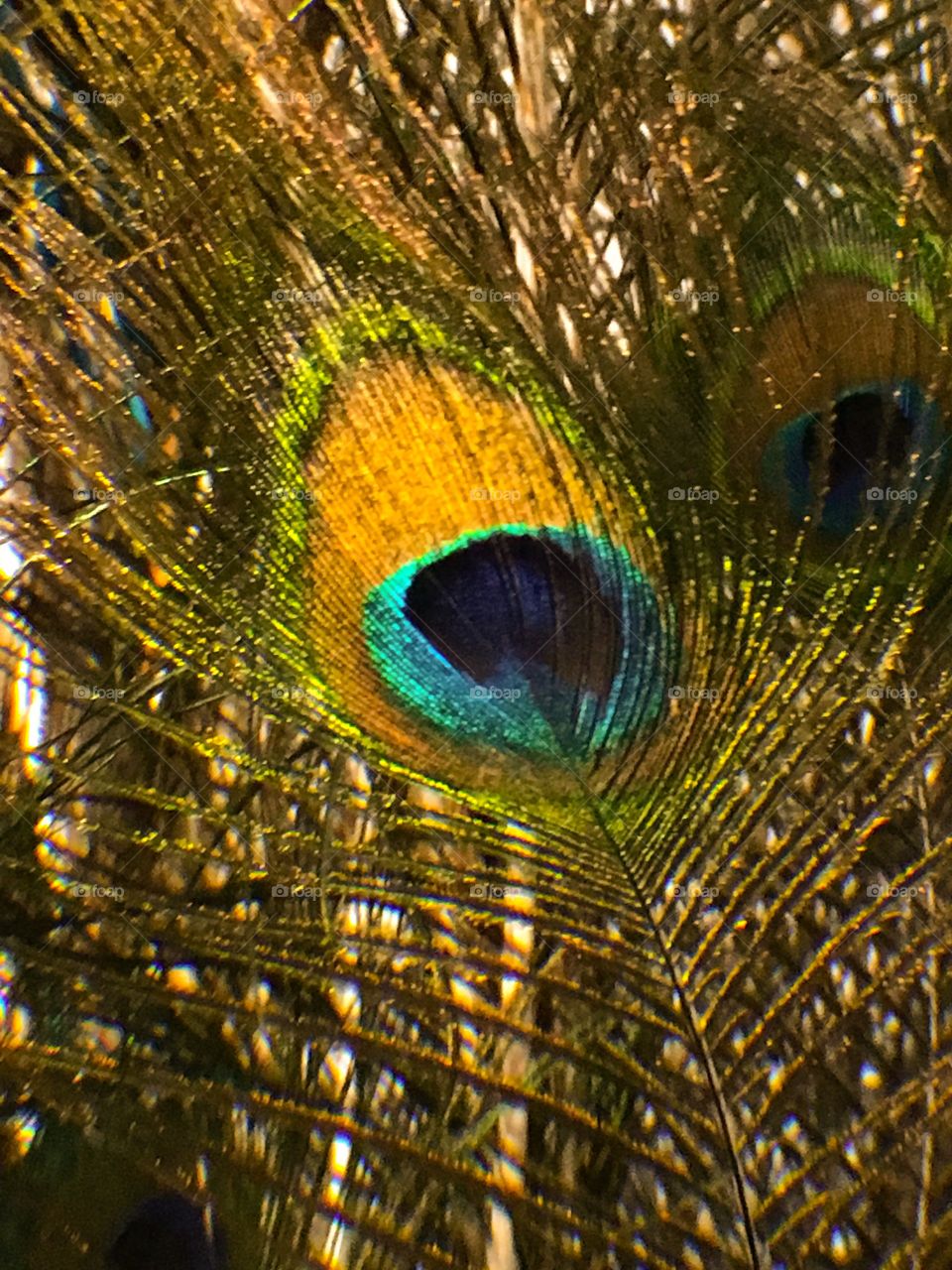 Peacock feather 