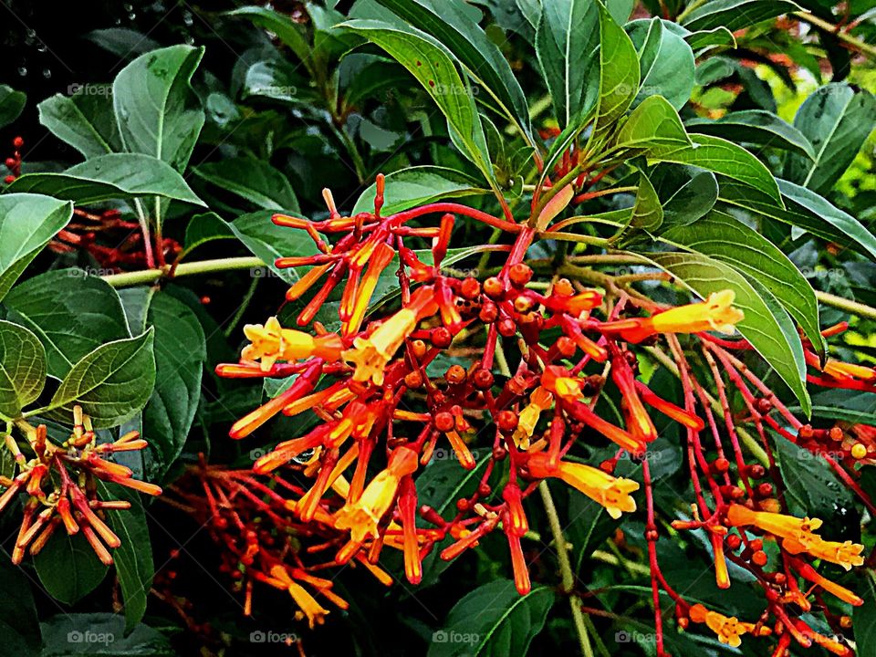 Orange and yellow flowers on a firebush.