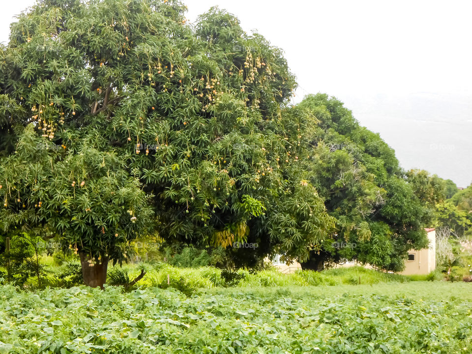 Bearing Mango Tree