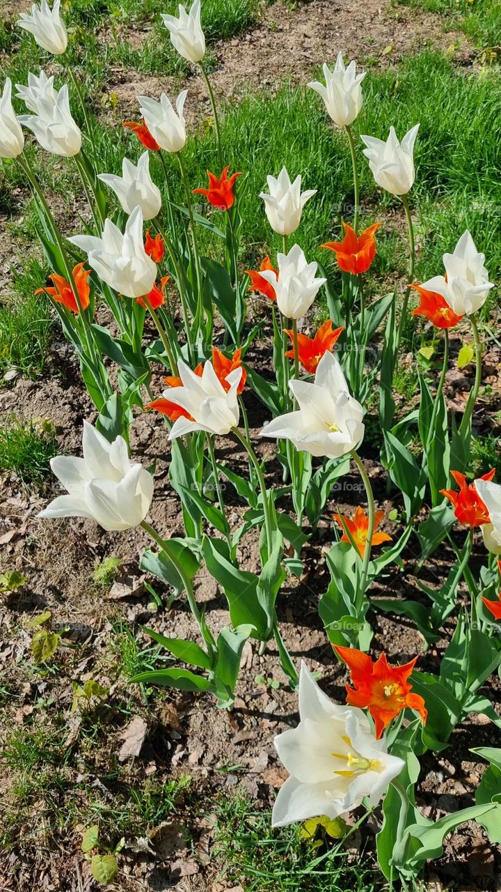 White and orange tulips grow in summer