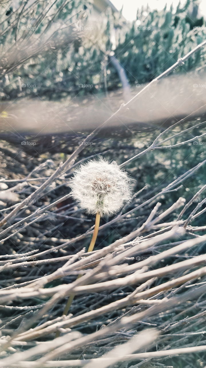 An dandelion - a slender flower inside some rough trees. It was blown away right after I took this photo.