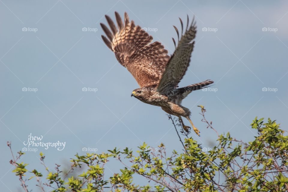 Red shouldered hawk