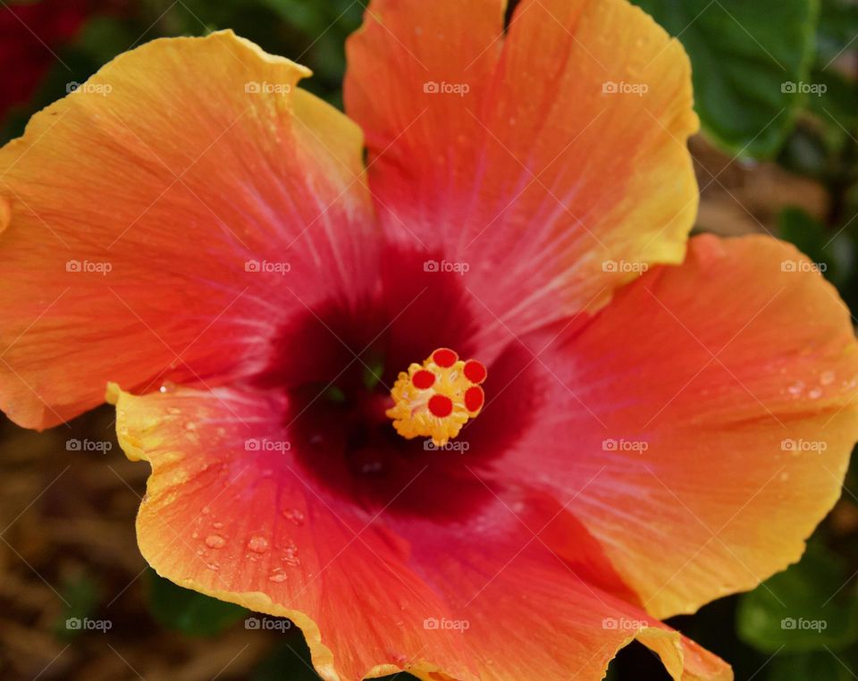 Striking Hibiscus