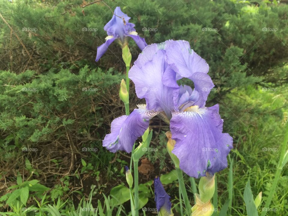 Iris