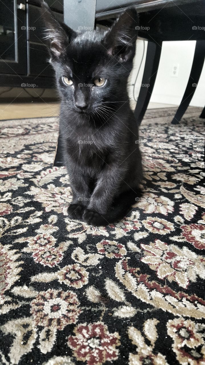 Black Kitten