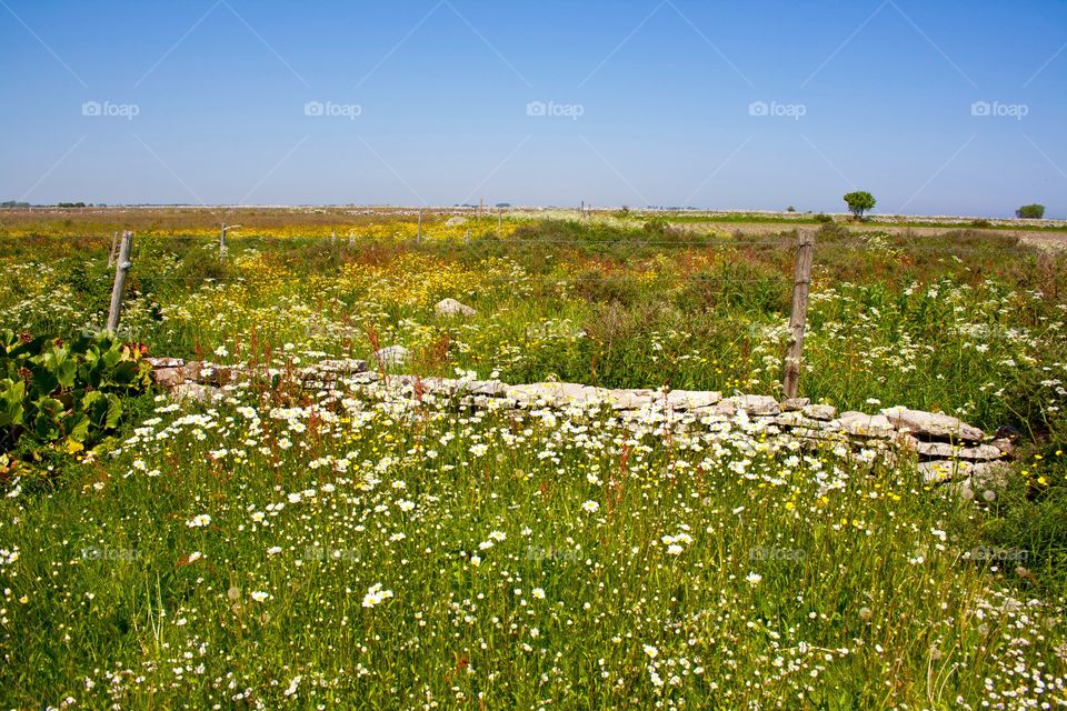 Oxeye Daisy meadow
