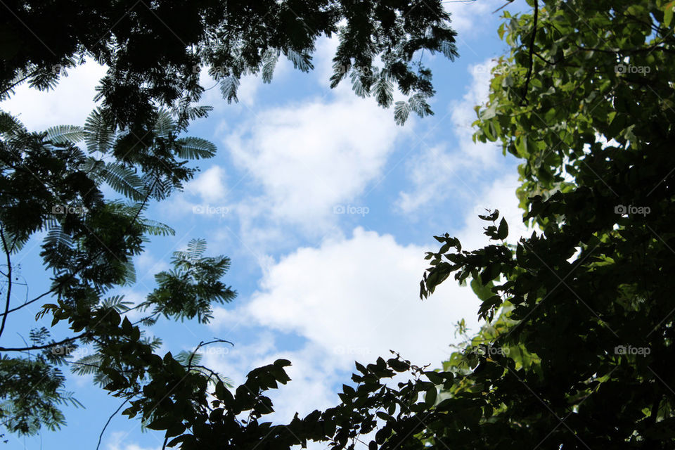 sky plants nature tree by twilite