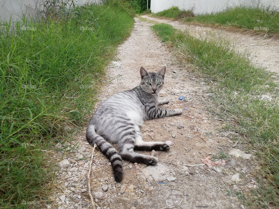 A cat resting in an alley