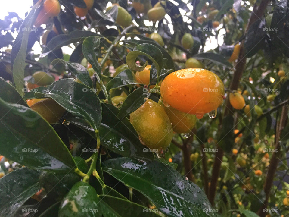 Fruit, Agriculture, No Person, Leaf, Food