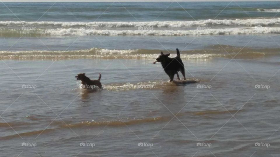 Two dogs runing into the sea.