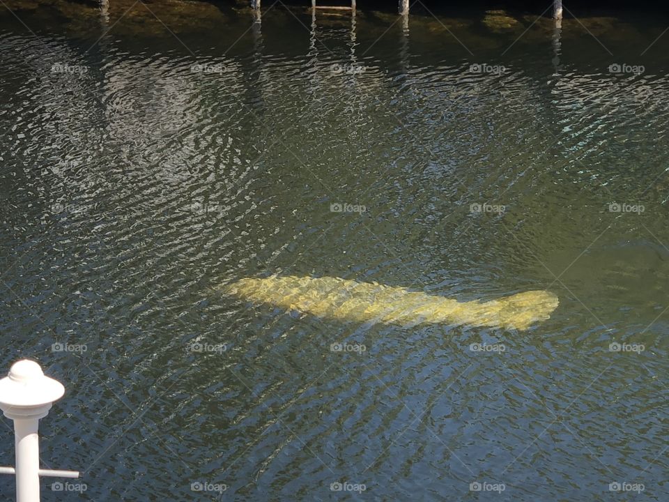 Manatee 