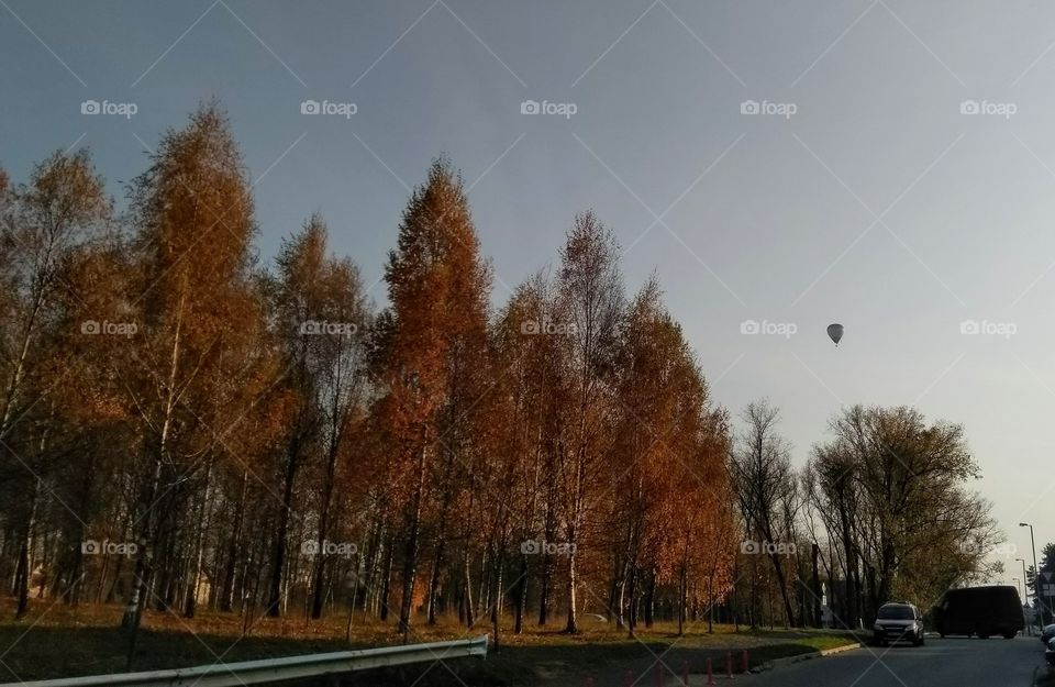 autumn golden trees and balloon flying landscape