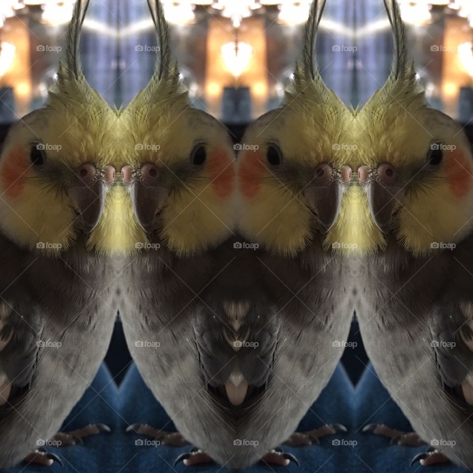 Kaleidoscope bird
