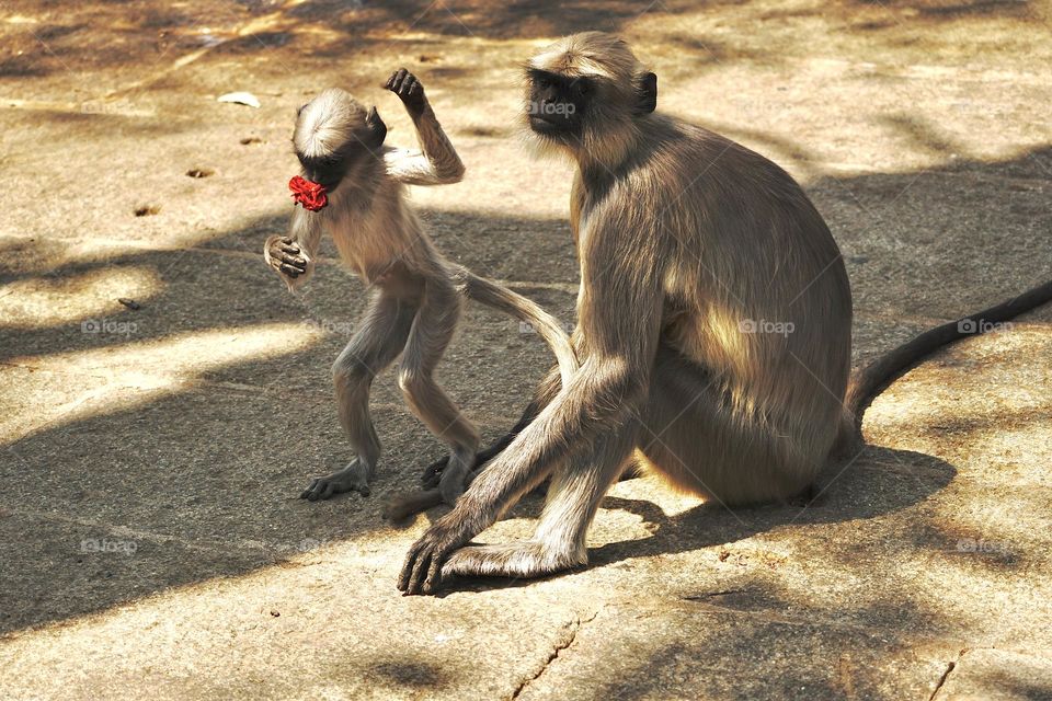 Natural photography - Monkey play - in wild environment 