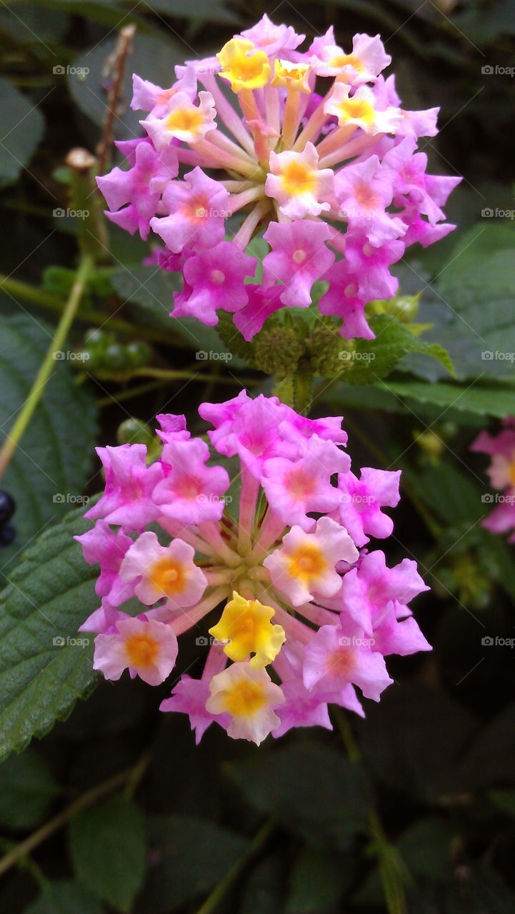 flores de un jardín en parque público