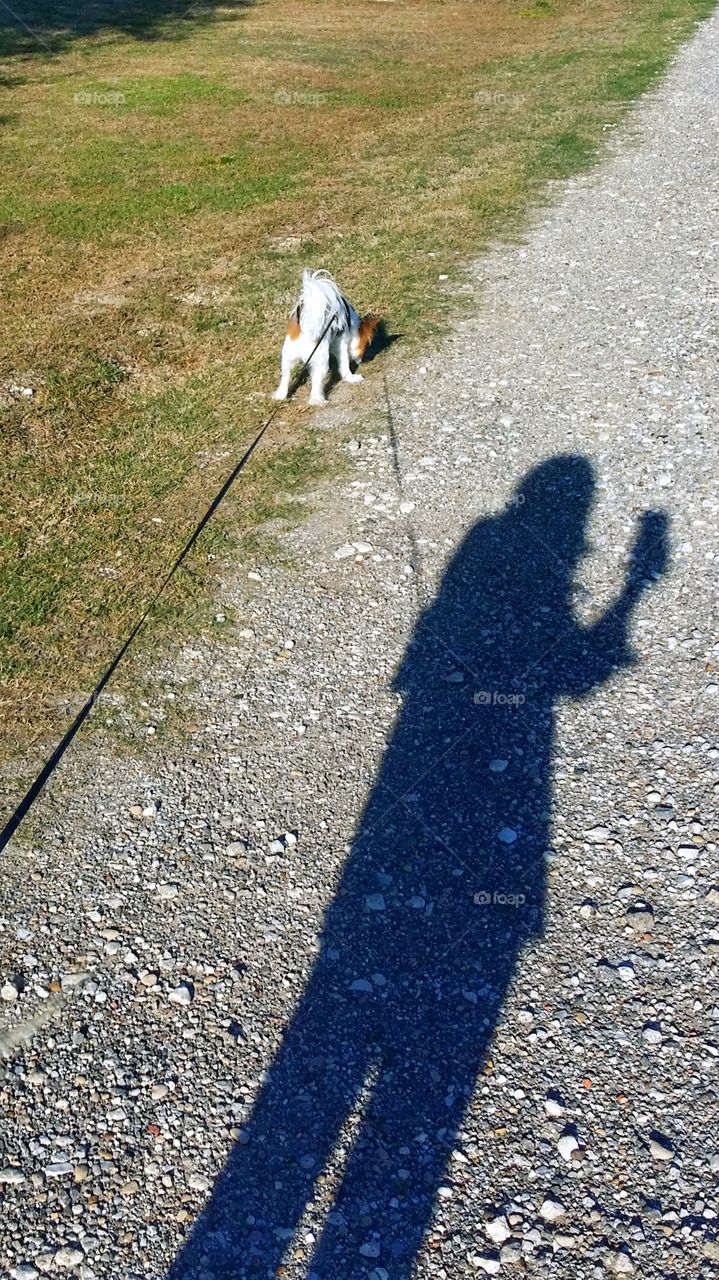 Shadow Walking a Dog