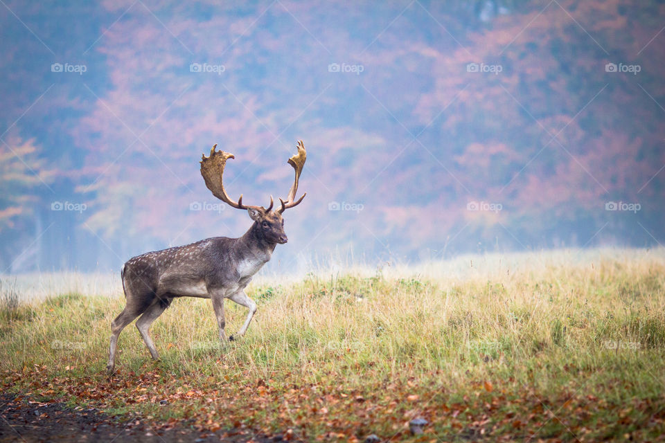 Deer, Grass, Field, Mammal, Antler