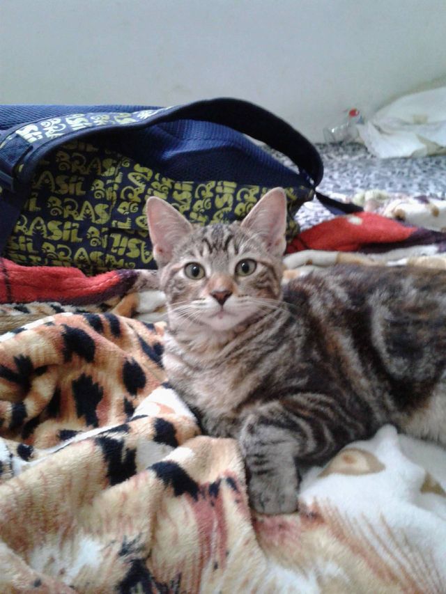 gato olhando