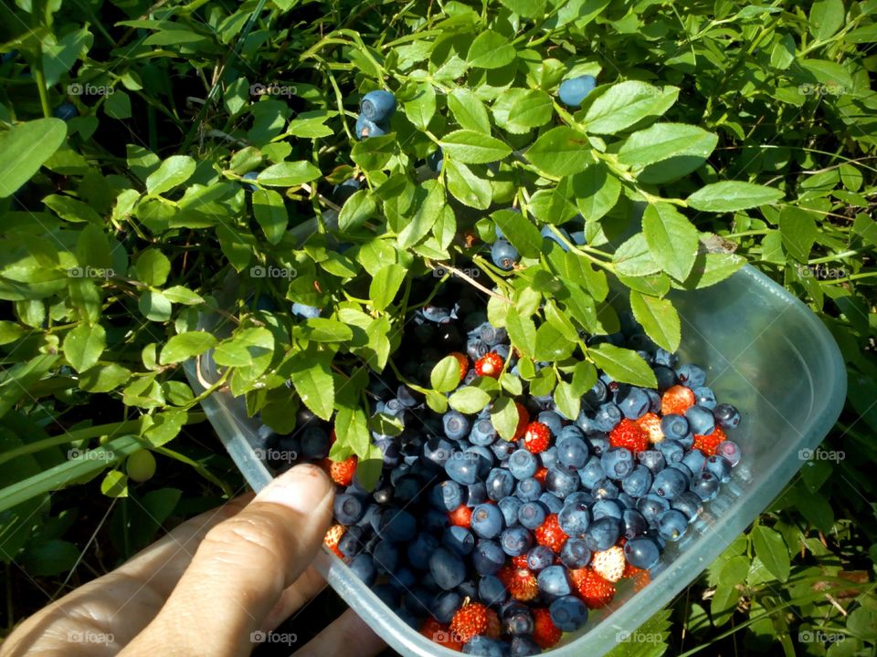 Fruit, Leaf, Food, Nature, Garden