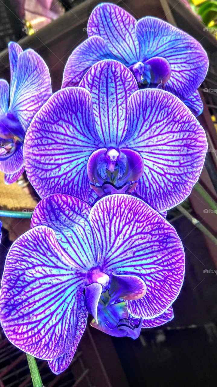 close up of orchid
