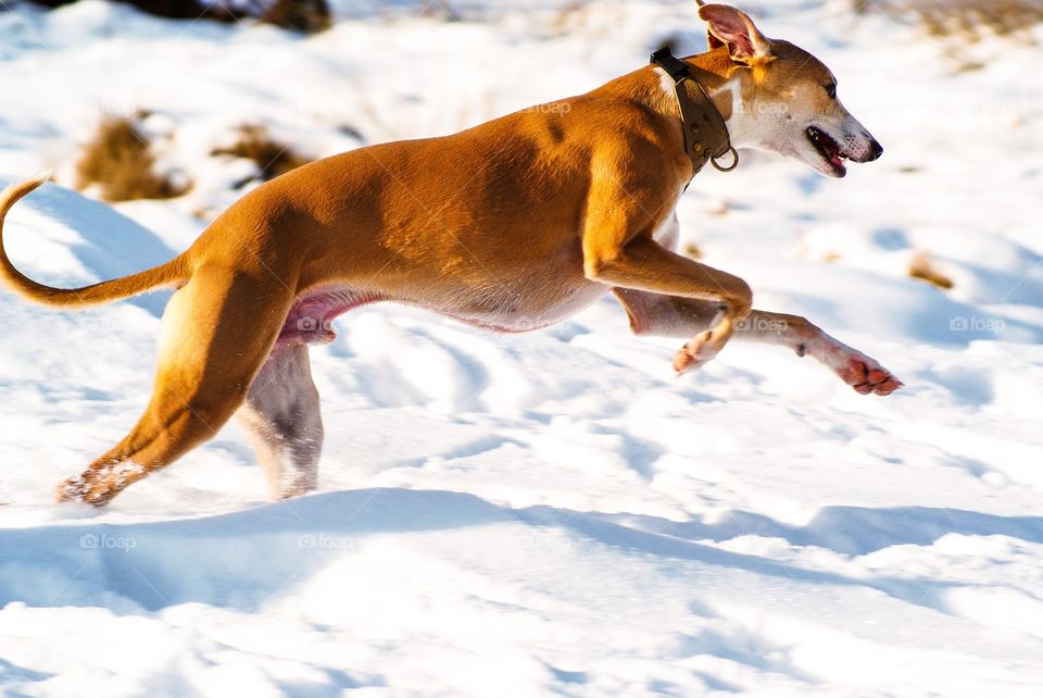 Whippet. Whippet running