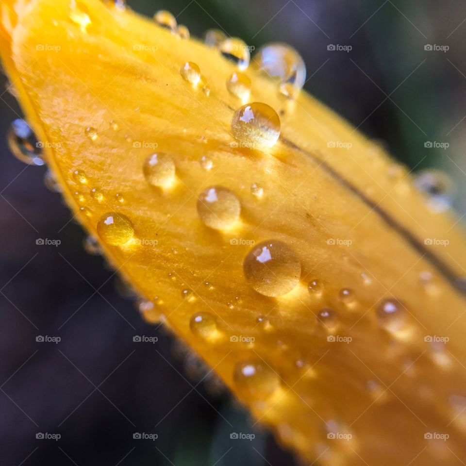 Macro shot of a flower