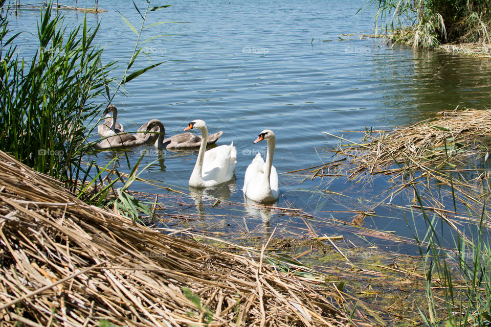 Swans and ducks on the lake