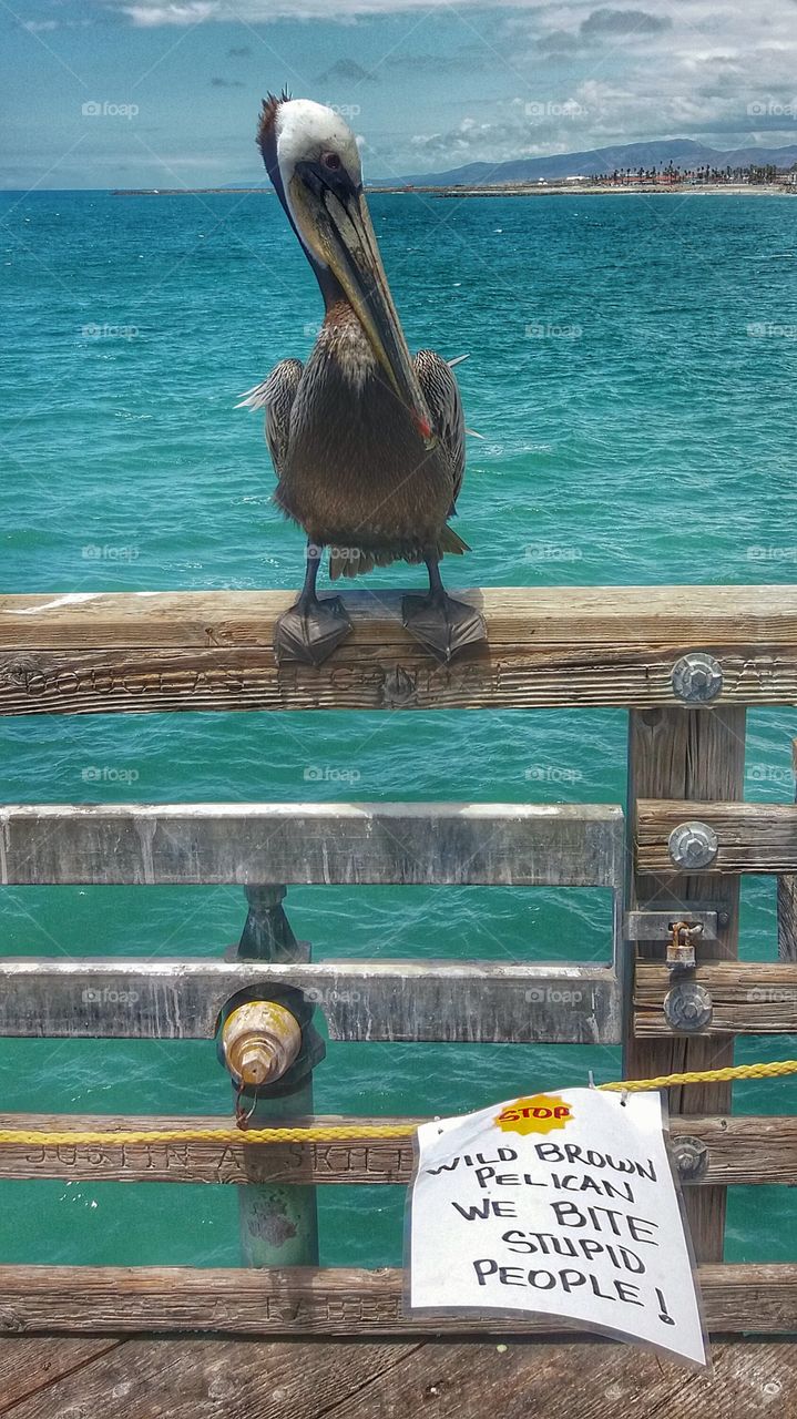 Brown pelican perching on wooden railing