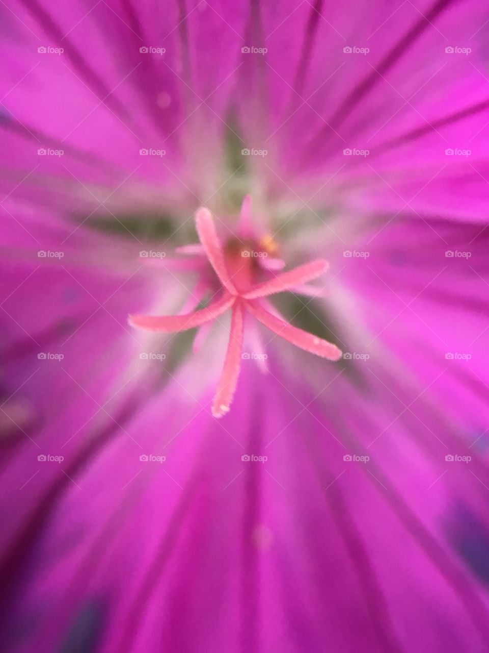 Pink stamen