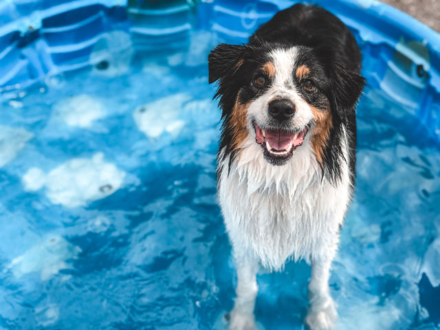 Dog in Pool Portrait