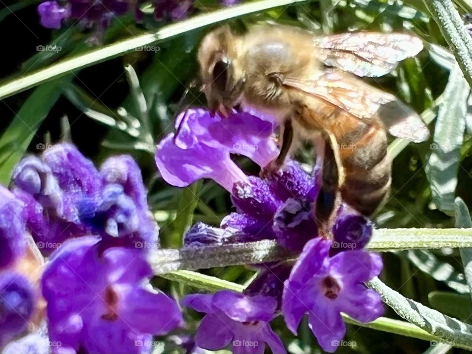 Bee