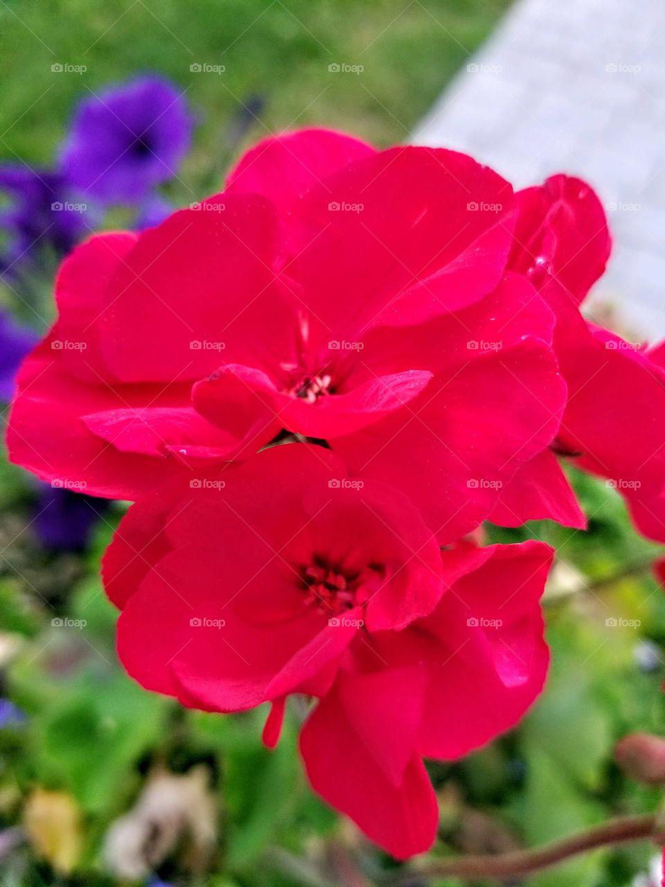 close up flower