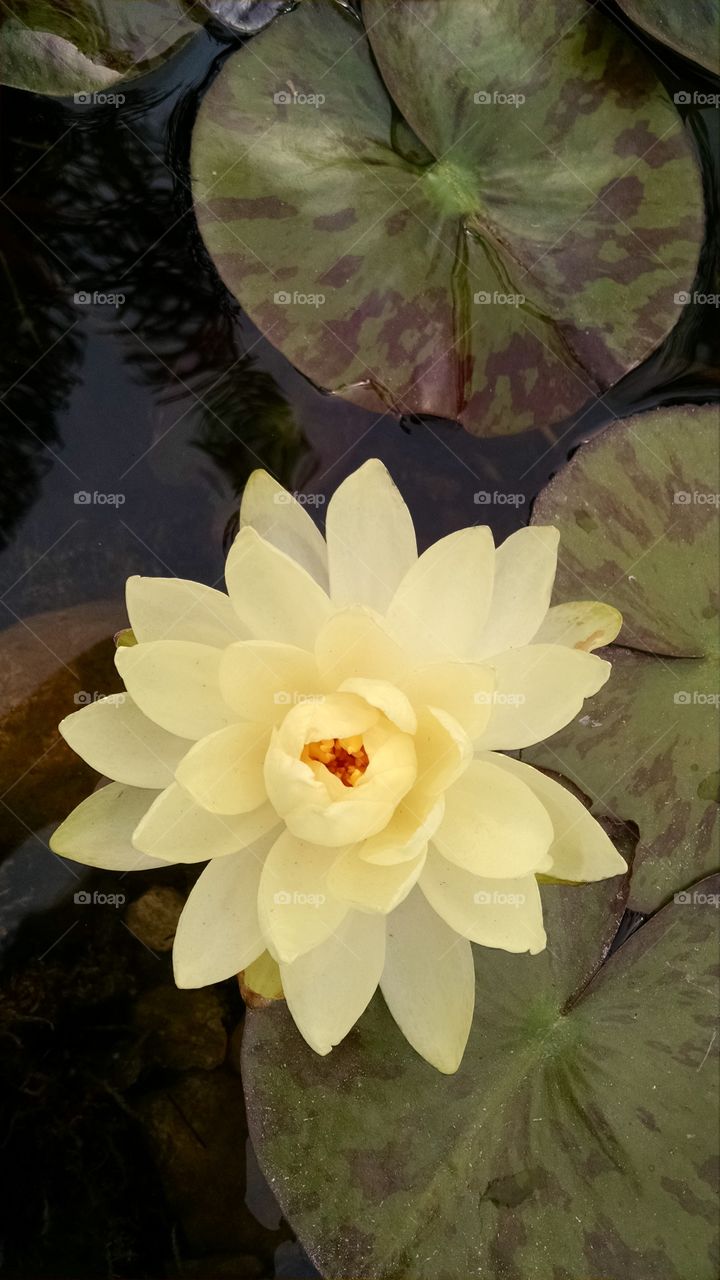 lily pad flower. lily pad flower from pond