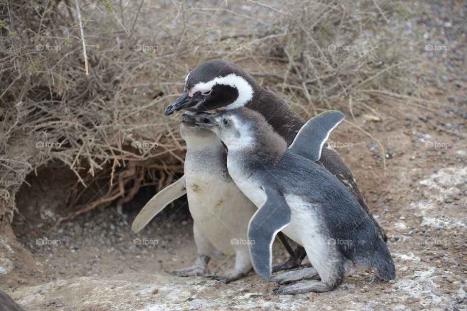 Penguin family