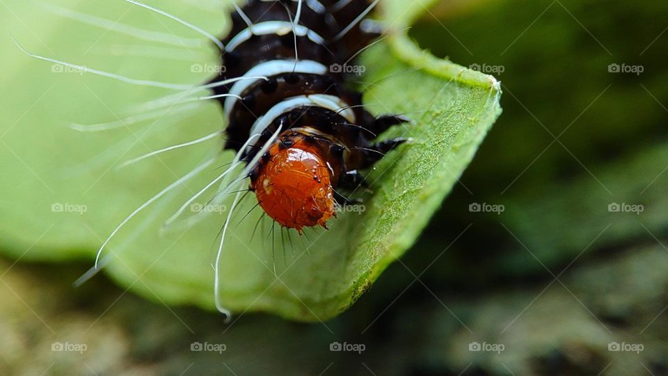 Colourful worm having another insect on his body, black and white worm