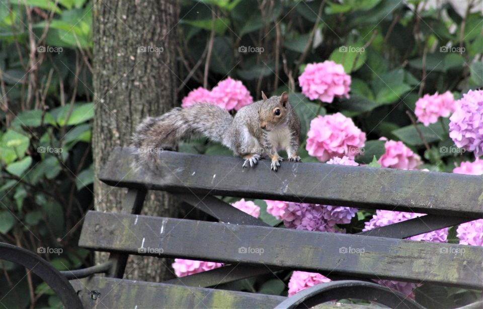 Gray squirrel on wooden bench with pink hydrangeas in background 