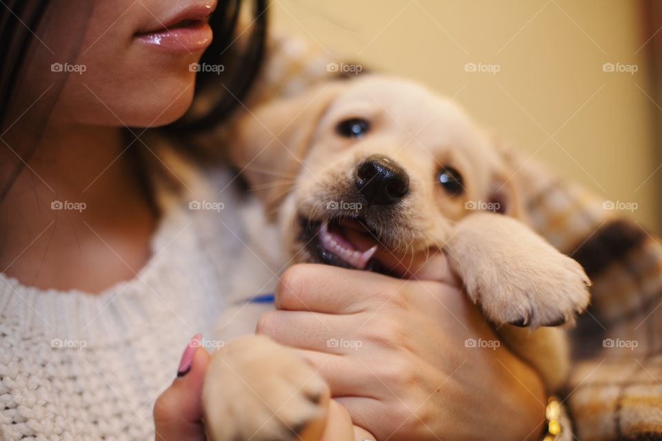 Labrador puppy