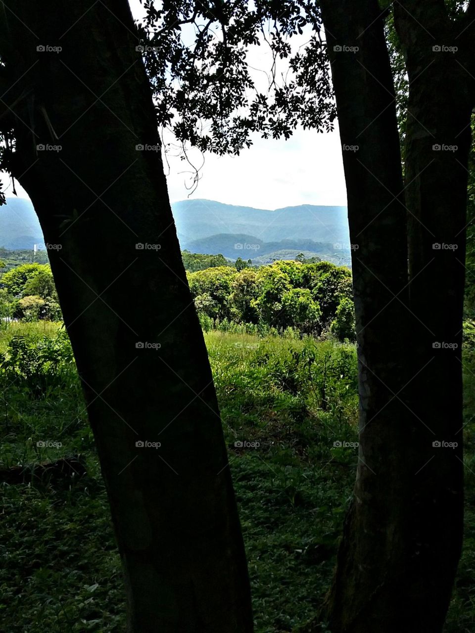 Entre os dois Comboatás gemeos.