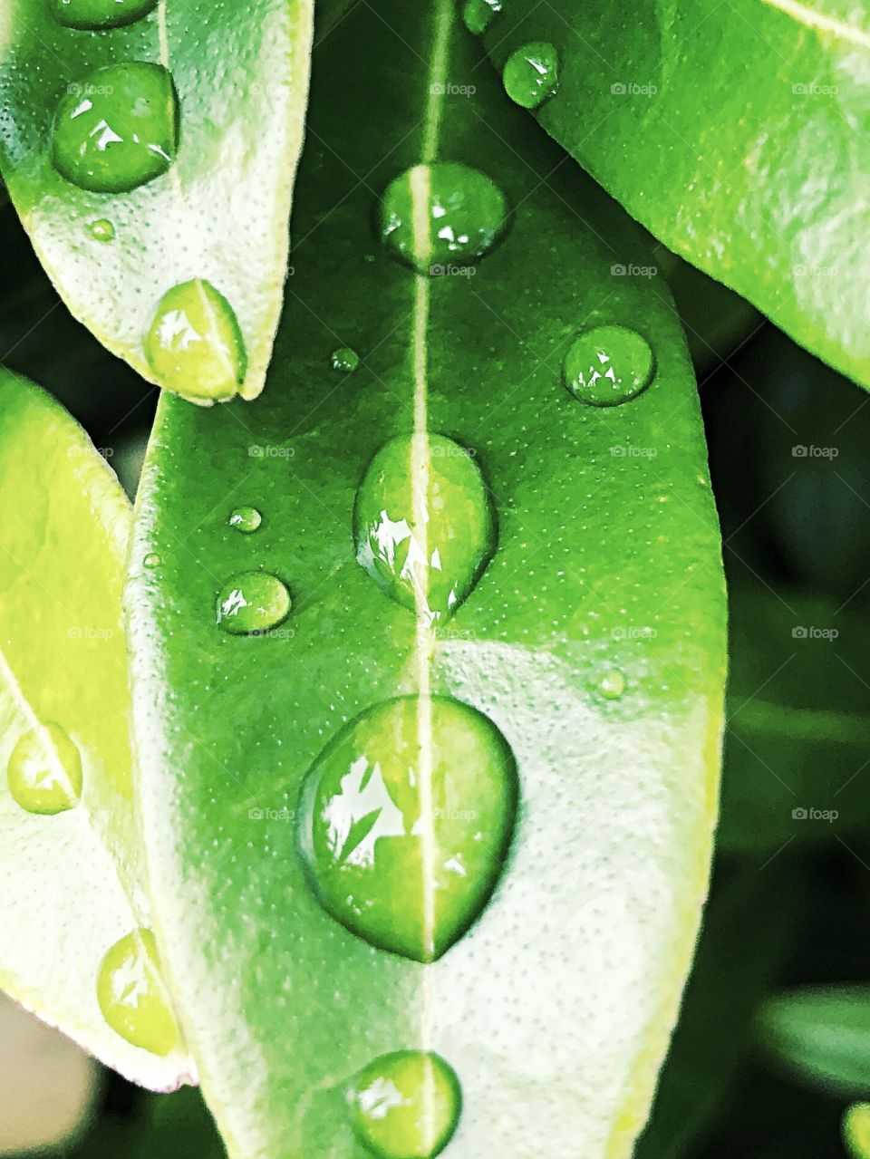 Raindrops sit on green leaves after a summer storm. A reflection of the plant is seen in the water droplets.