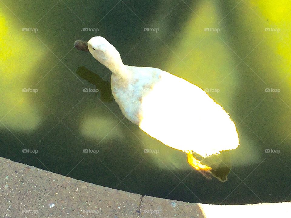 My big white duck like a swan. 
Love ducks. Love waters. They are good combinations. Ducks are cute, calm, and peaceful. 