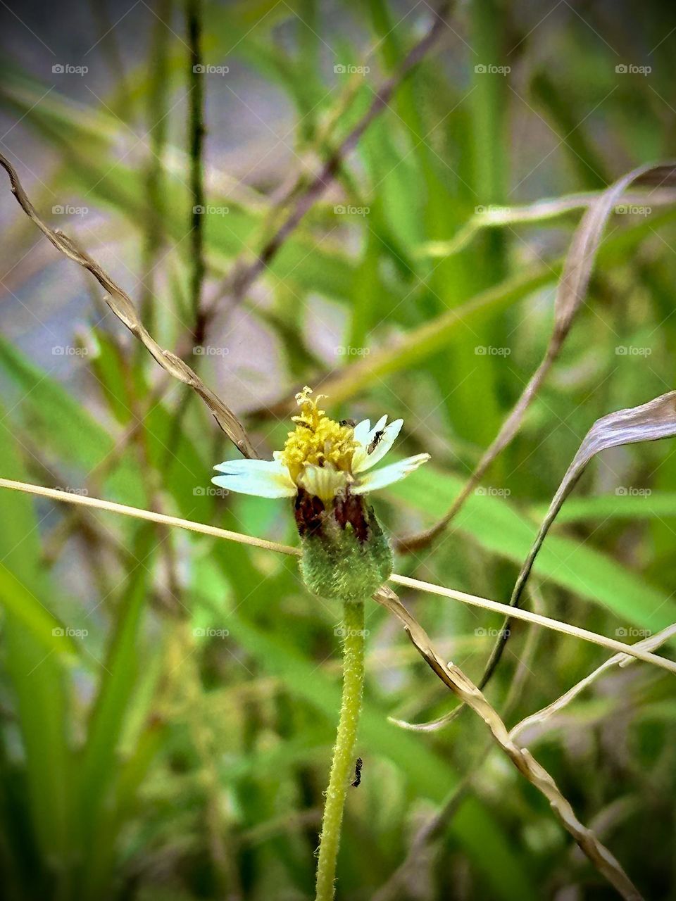 Coatbuttons flower