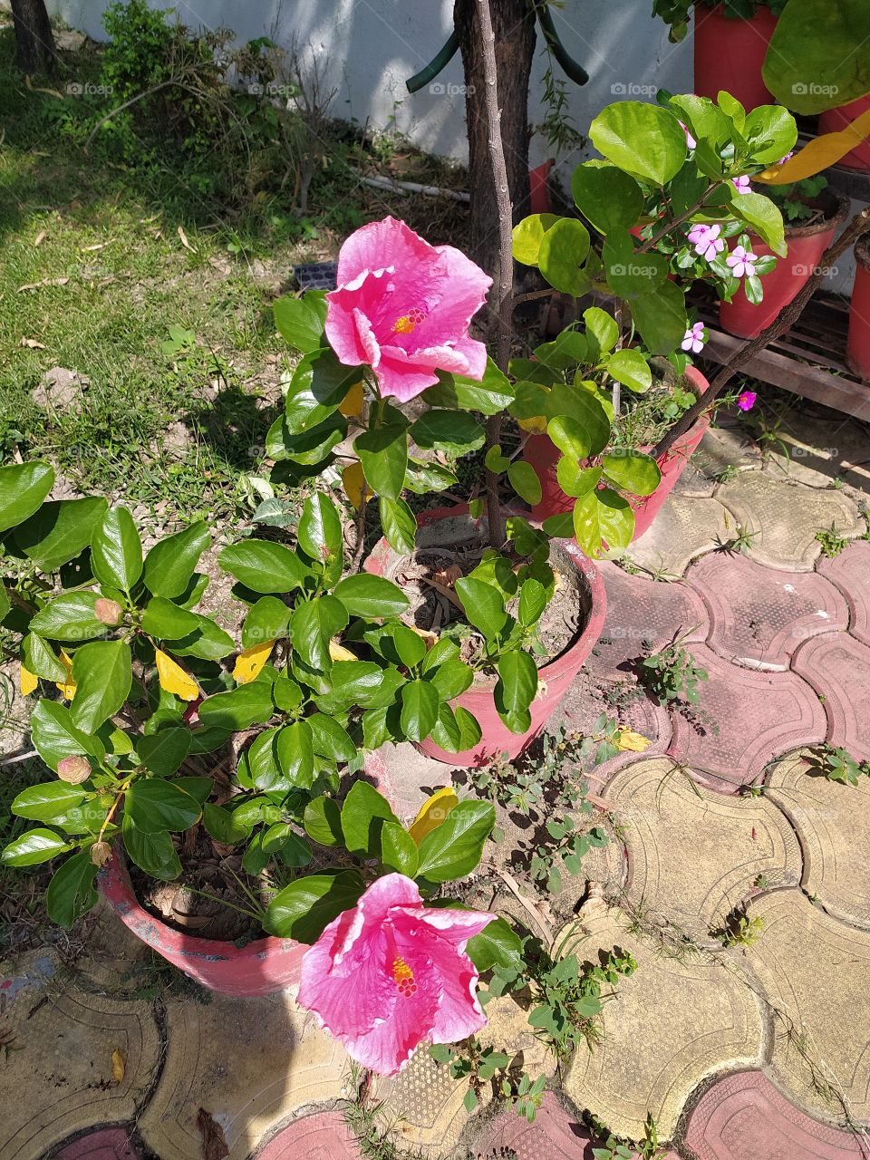 Pair of hibiscus flowers exhibiting their glory under bright sunshine