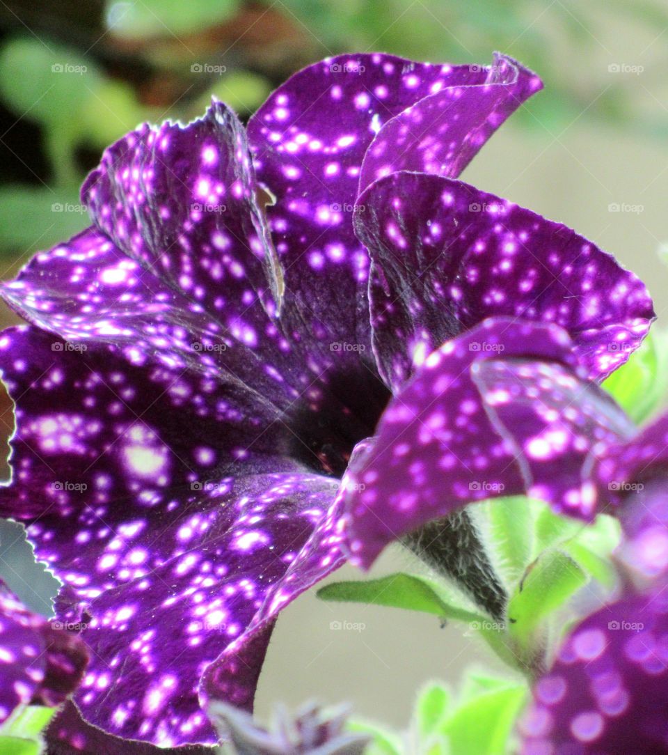 Petunia night sky